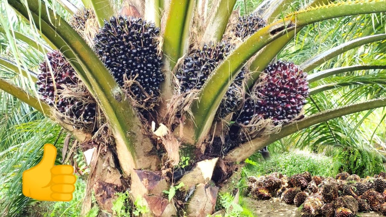 panen sawit super Marem lonsum