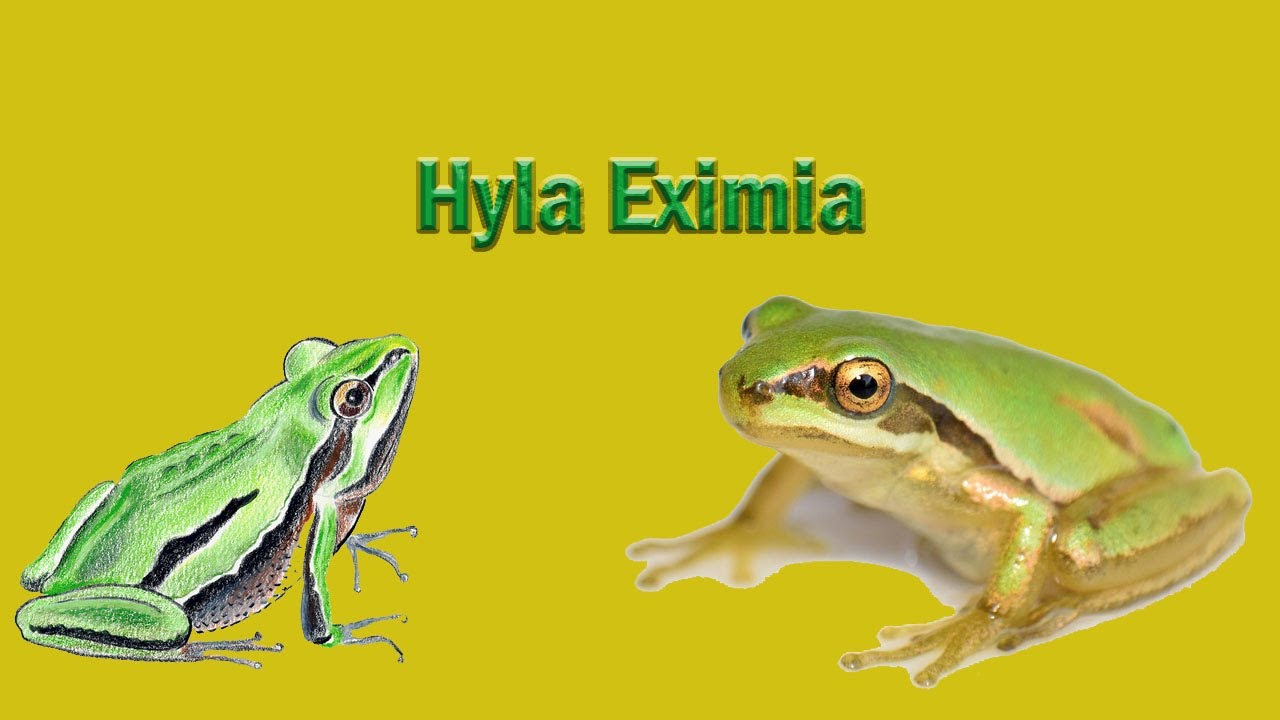 Cuidados de la rana más común de México | Hyla Eximia |