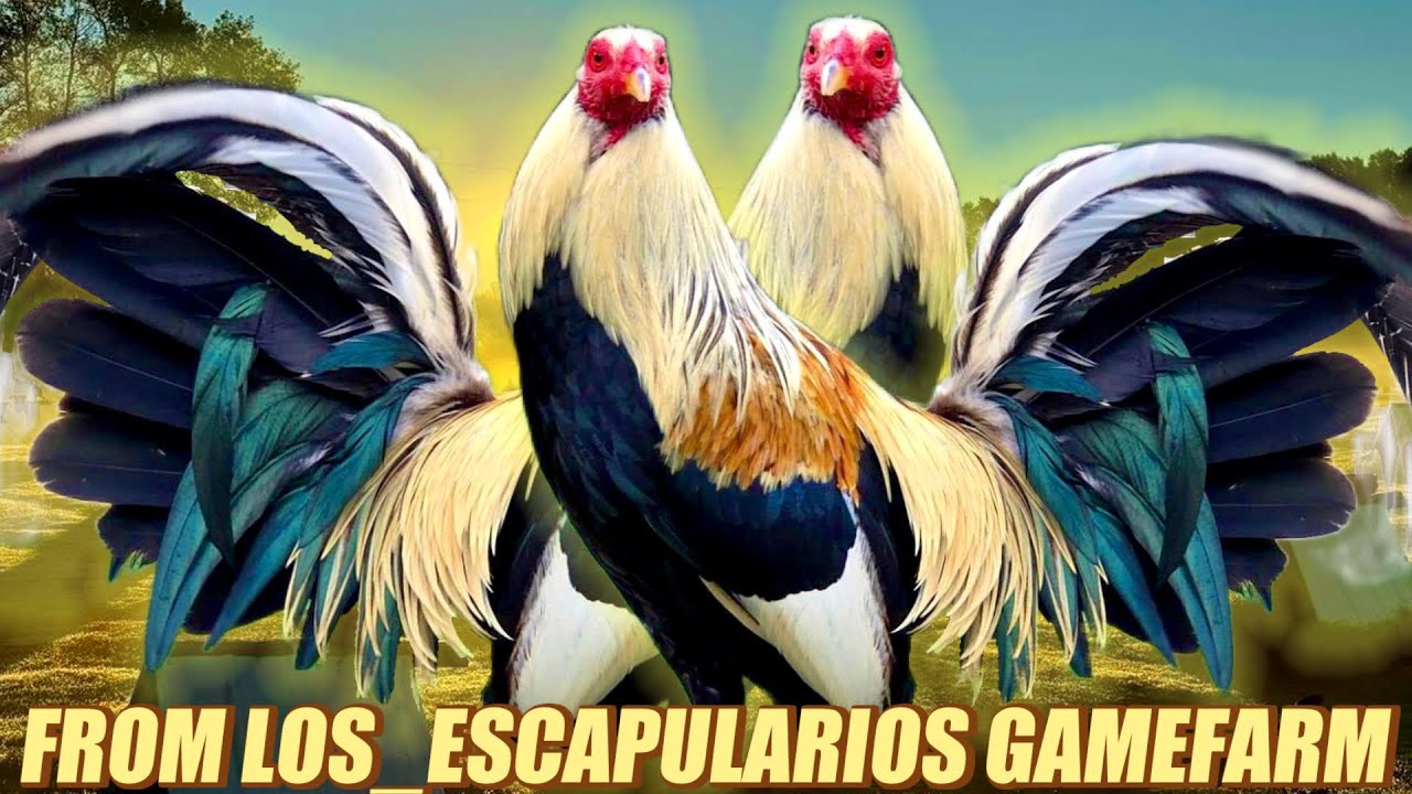 Grey Cardinal Doc Robinson - FROM LOS_ESCAPULARIOS GAMEFARM