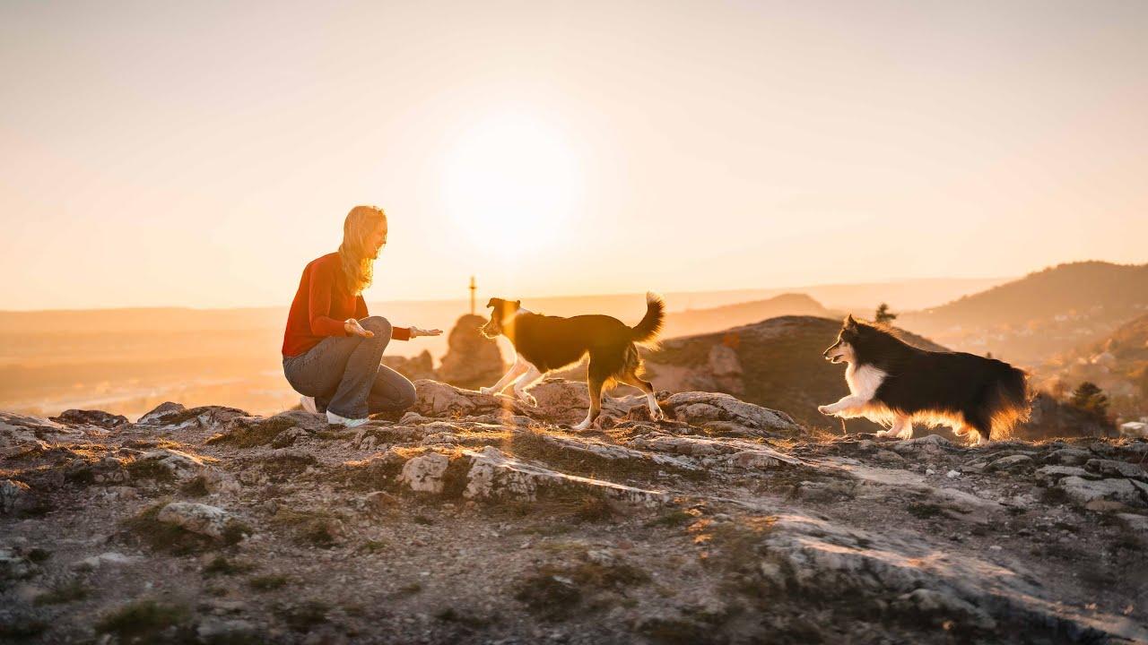 Sheltie Sese and Border Collie Rory