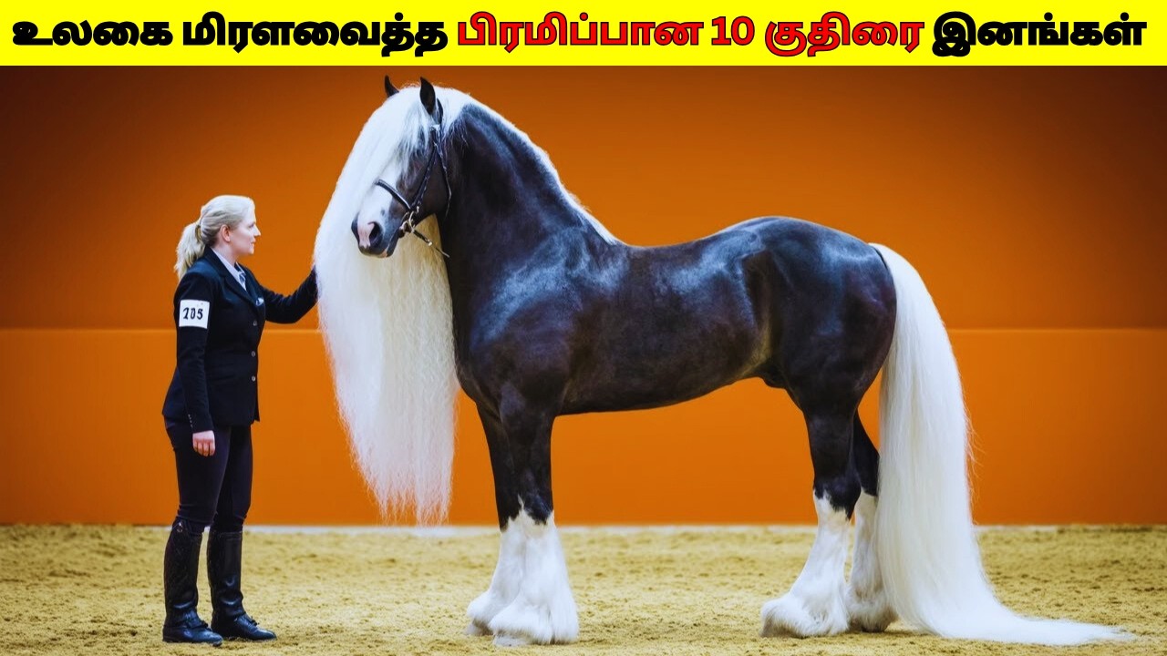 உலகை மிரளவைத்த பிரமிப்பான 10 குதிரை இனங்கள் 2026/ World’s 10 Most Stunning Horse Breeds In Tamil