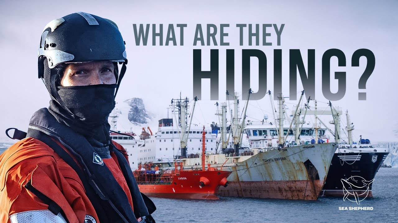 Inside Antarctica’s Hidden Krill Offload – Transshipment Exposed