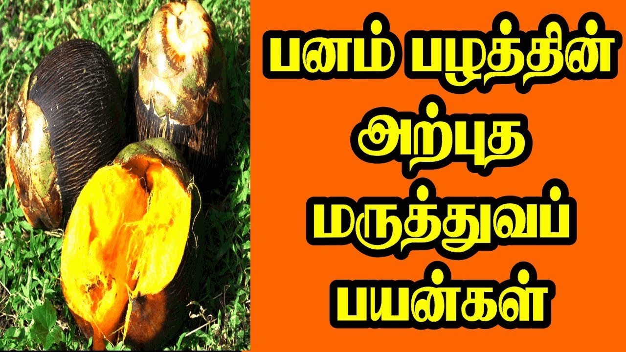 MEDICINAL BENEFITS OF PALM FRUIT | பனம் பழத்தின் அற்புத மருத்துவப் பயன்கள்