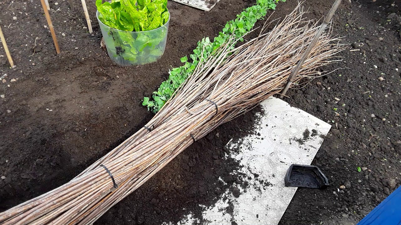 ♻️Planting My Peas Grown In Rain Water Guttering ♻️ My First Ever Harvest Of Asparagus ♻️ (556)