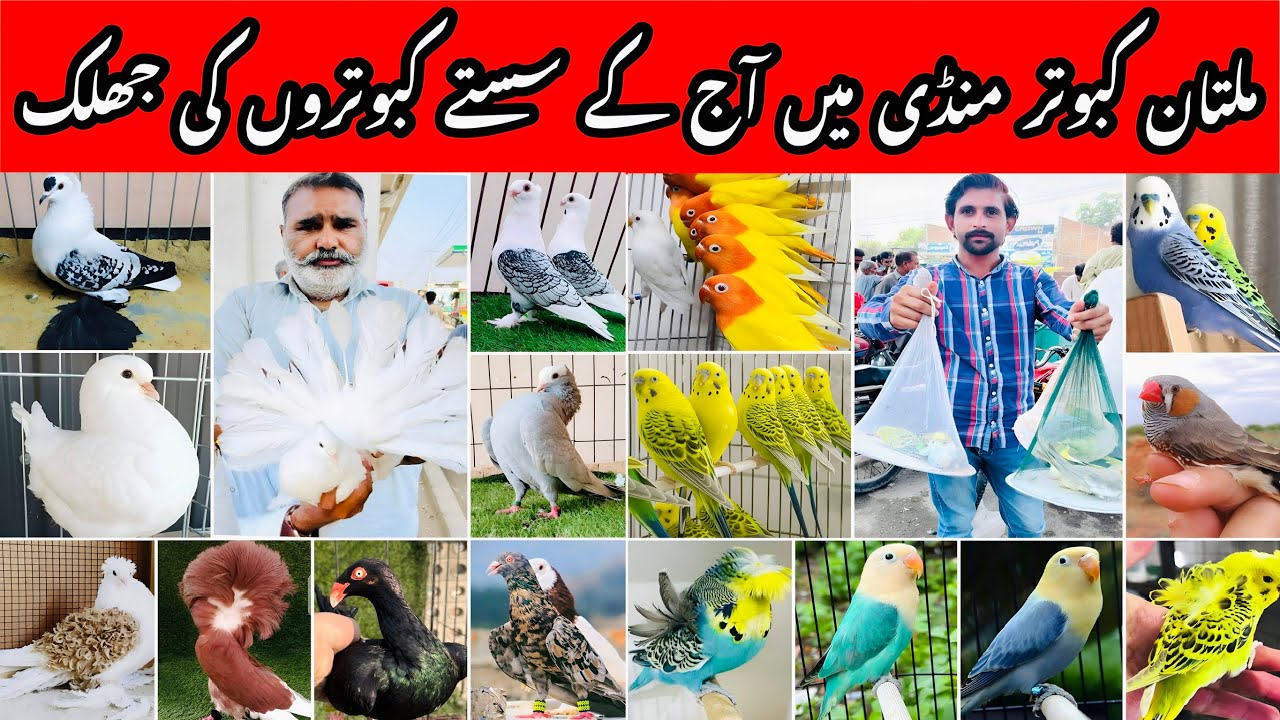 Multan Kabooter Mandi Must Watch Full Market Tour | Best offers 