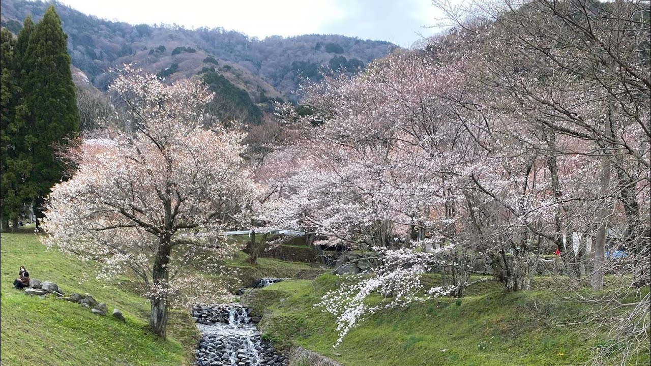 Cherry Blossoms in Kamagatani Valley. (霞間ヶ渓)