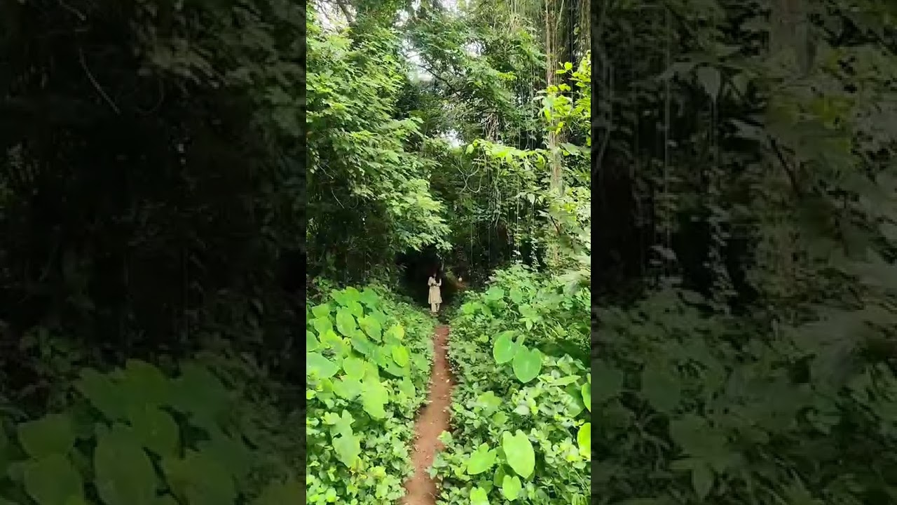 nature🌱🌱all green#greenary #nature #kerala