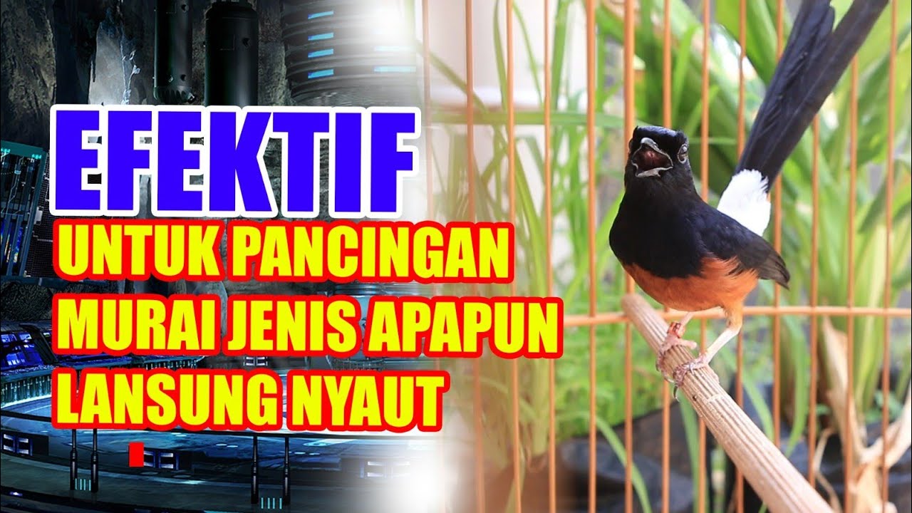 PANCINGAN MURAI BATU GACOR DOR BONGKAR ISIAN,  CILILIN KENARI GACOR PANJANG