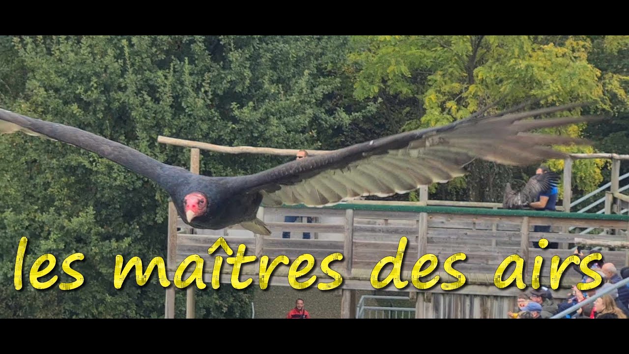 spectacle oiseaux zoo Beauval 2023