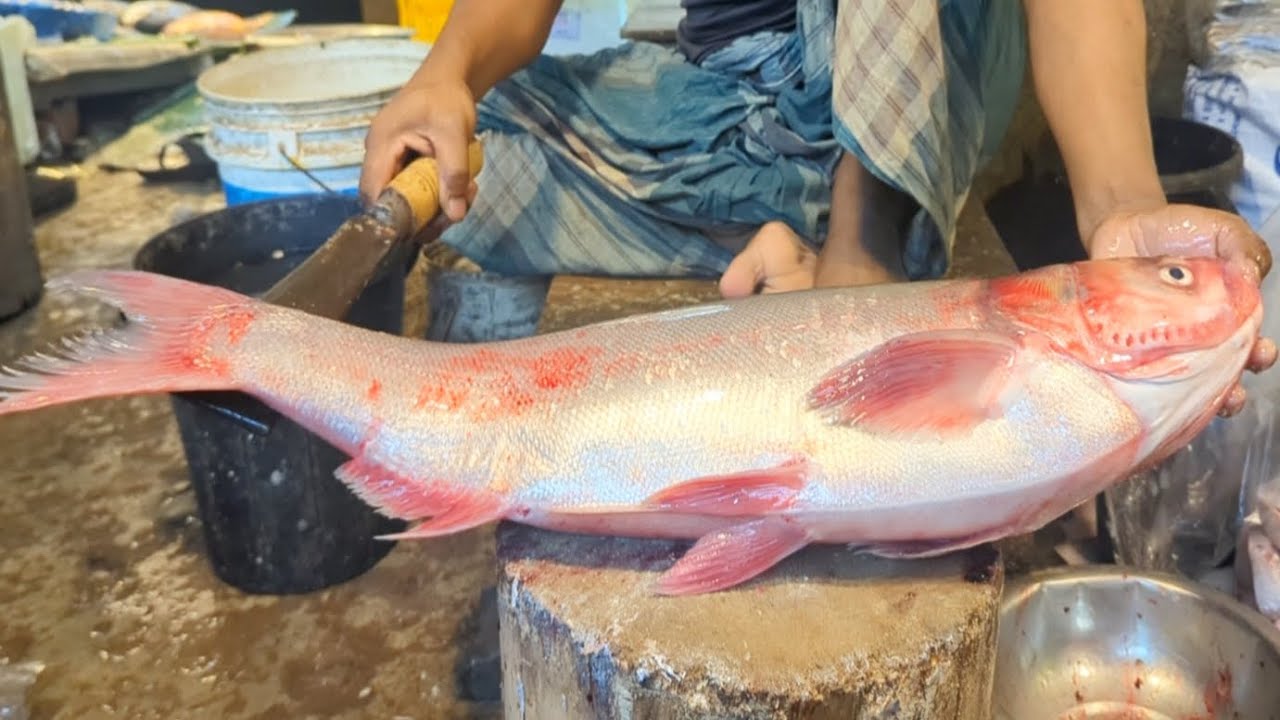 Big Red Silver Carp Cutting & Cleanning Skills In Bangladesh Fish Market | Fish Cutting Skills