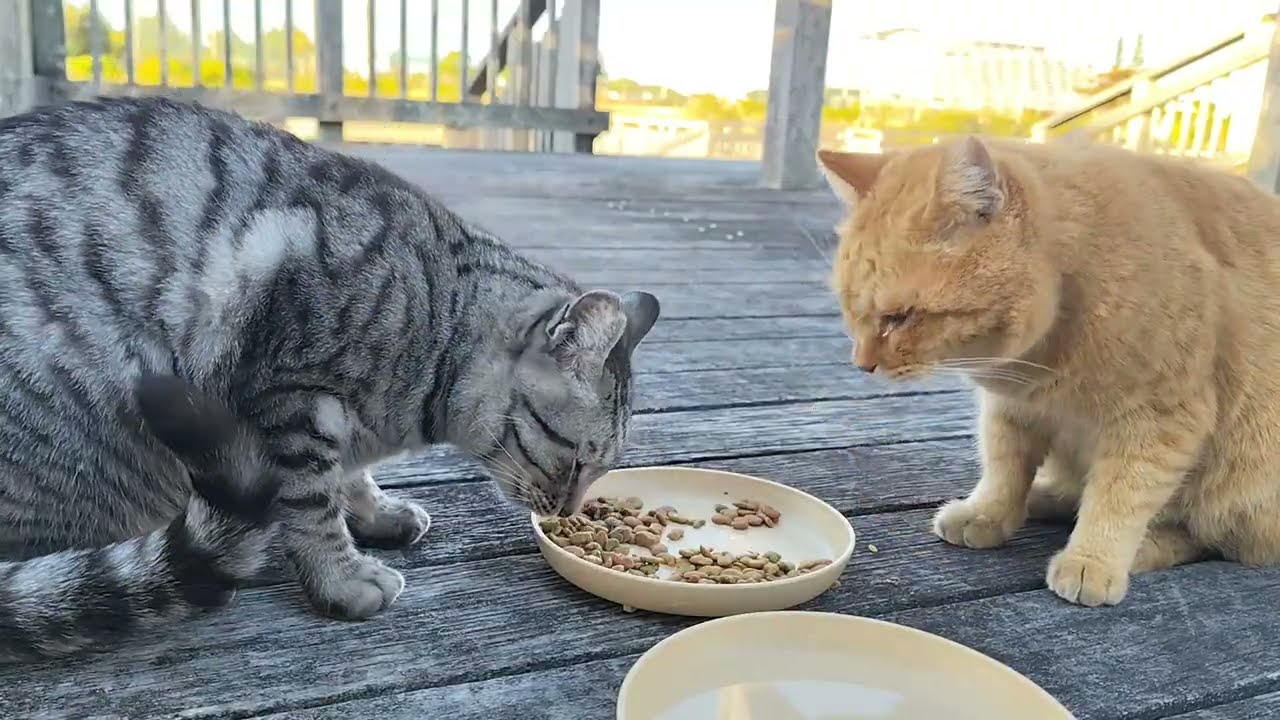 2026.1.14 猫巡り サバトラと茶トラに美味しいカリカリと大好きなウェットフードを