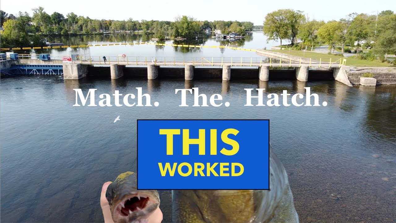 Chunky Smallmouth, Walleye, Bobcaygeon, ON (Pigeon L., Sturgeon L., & Big Bob Channel)