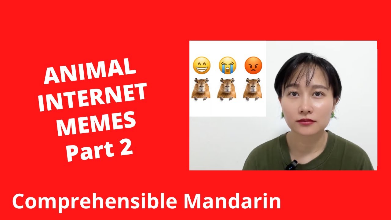Animal Internet Memes (Part 2) - Chinese Comprehensible Input