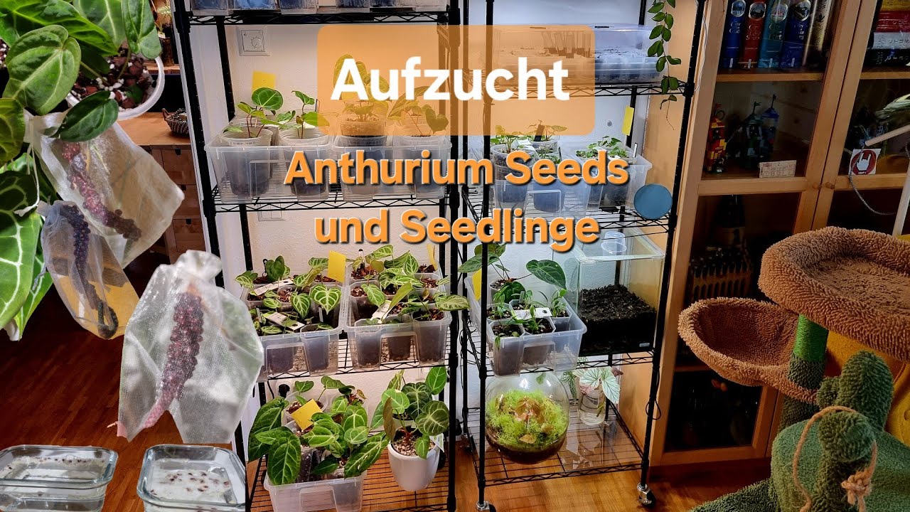 Aufzucht Anthurium Seeds und Seedlinge 🌱 - neues Setup inkl. neue Growlights Jungle Lux Mini💡