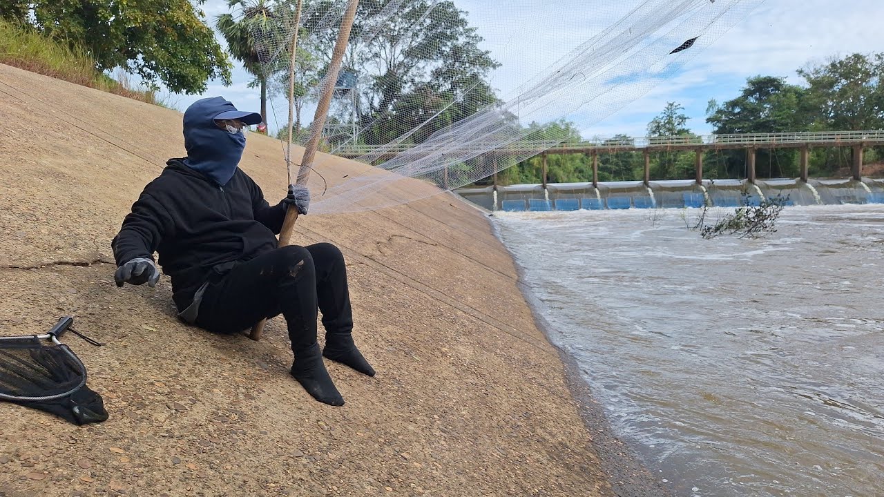 ฝนหลงฤดู  น้ำมาเร็วมาก ยกสะดุ้งม่วนคัก ปลาเข้าสะดุ้งมีแต่ตัวสวยๆ..1พ.ย.68