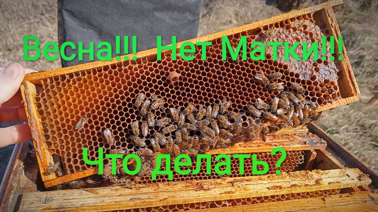 Нет матки весной!!! Что делать?