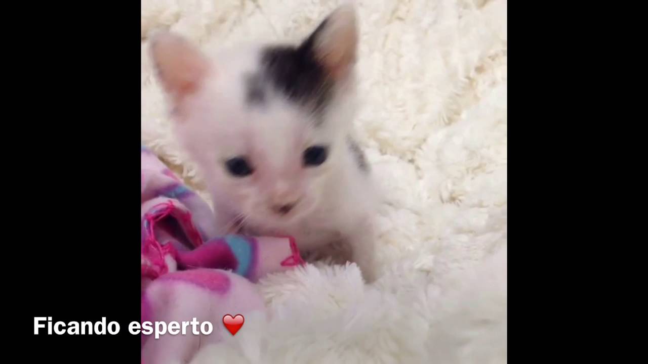 Resgatei um gatinho especial (Frederic Chopin) - Ana Paula Guimarães
