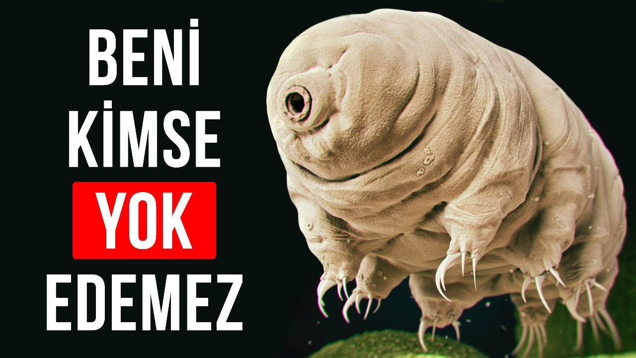 Bu Canlıyı Yanardağlar Ve Uzay Bile Durduramıyor