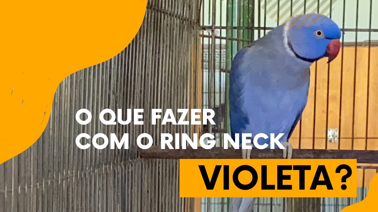 CASAL AZUL X CASAL VIOLETA