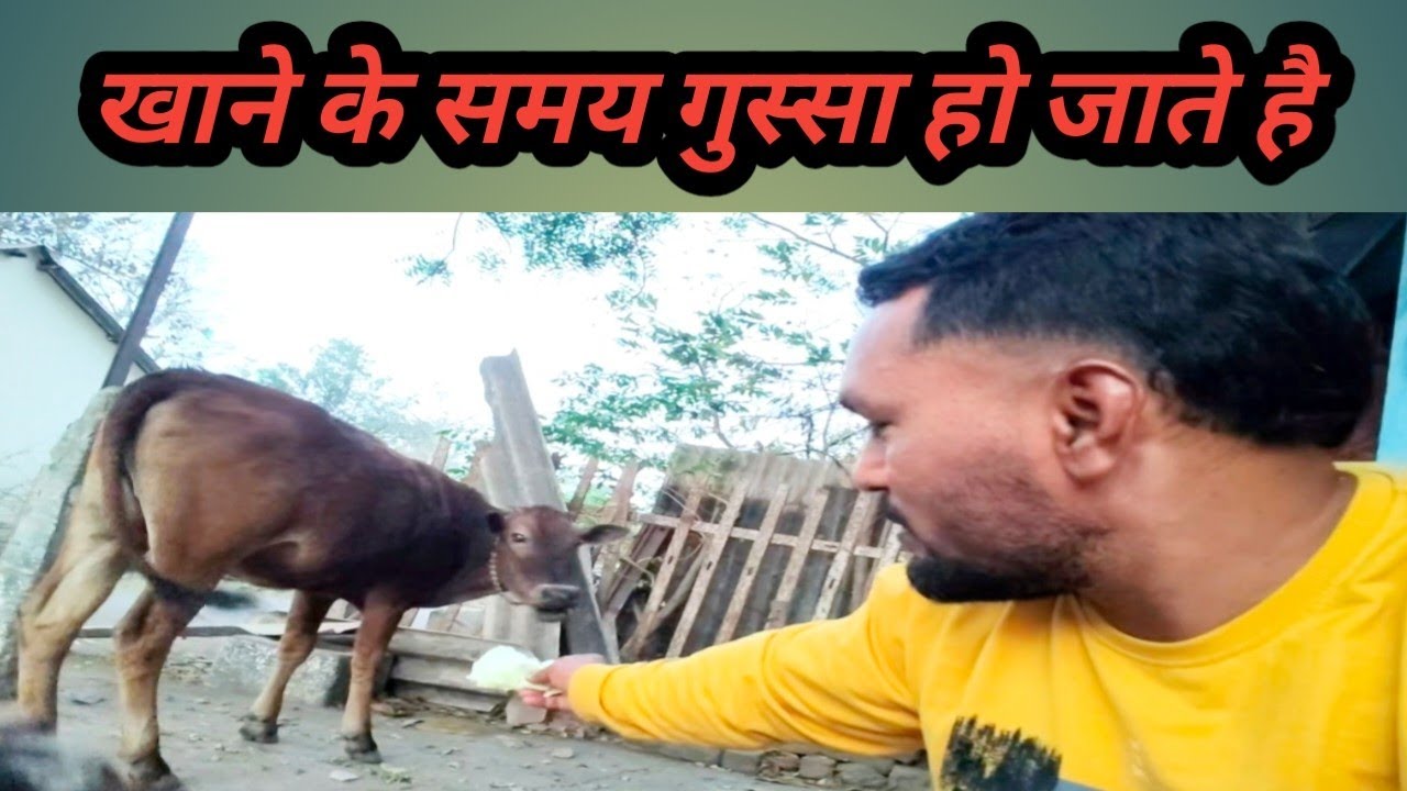 मेरे से ही गुस्सा करने लग जाती है तो ll jai Gau Mata 🐄#cow #vlog #trending 