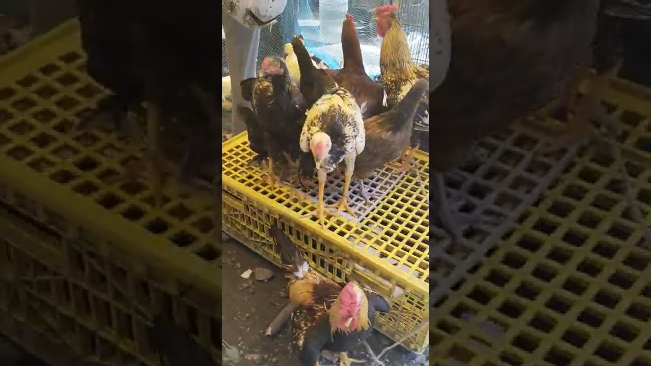 😍visiting 🐔pallavaram Koli market 🐓for first time #pallavaramsandhai #pallavarampets