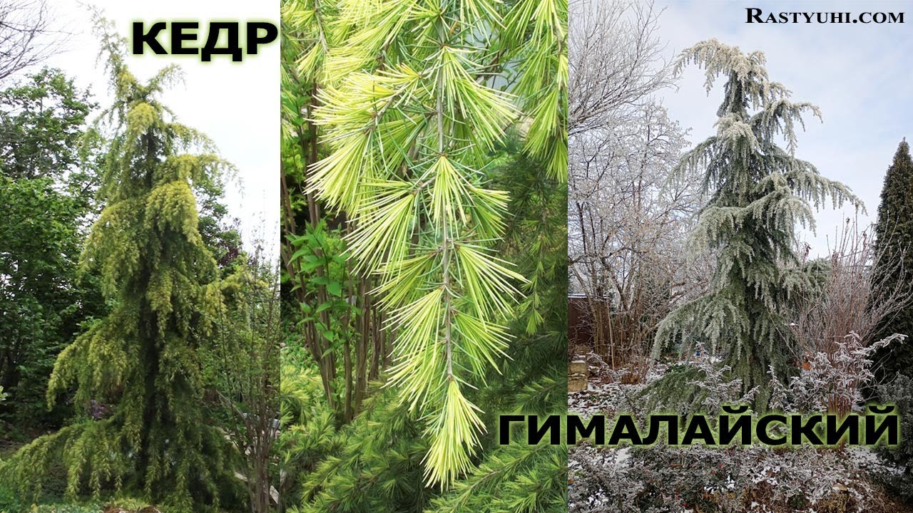 Кедр гималайский (Cedrus deodara) 