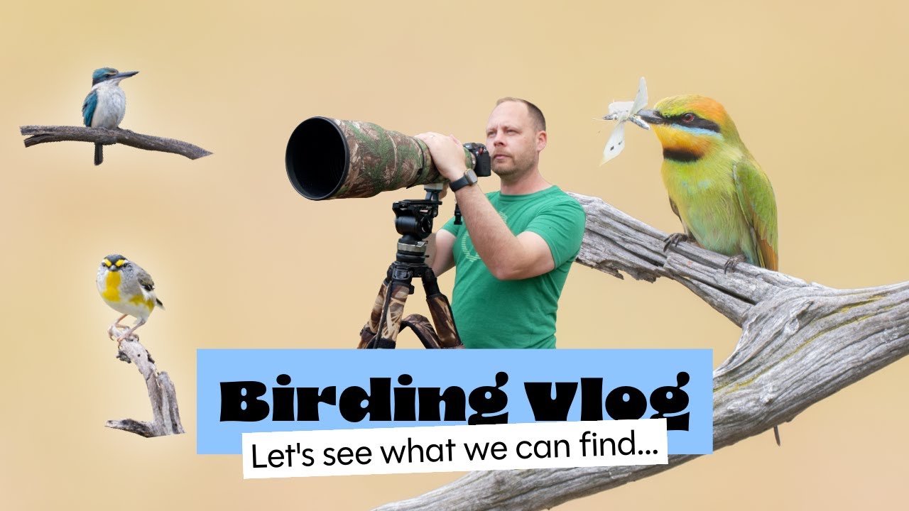 Melbourne bird photography