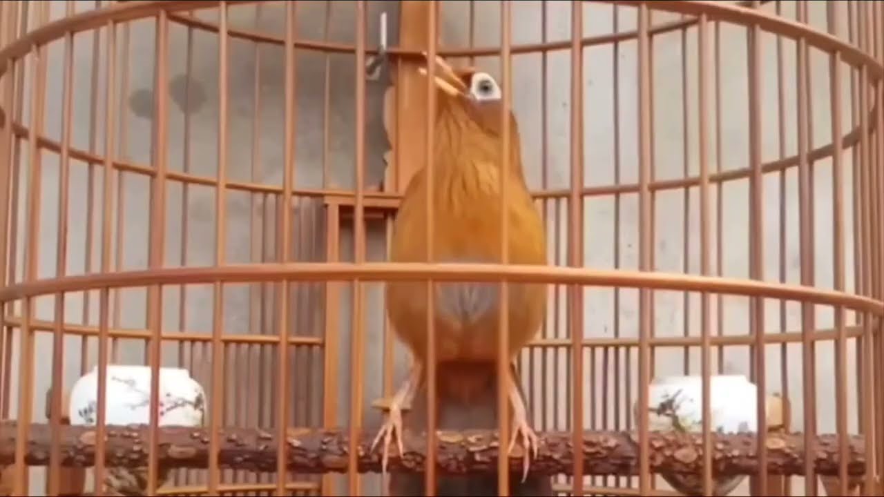 Chim Họa mi ngủ trường tam hoàng hót hay luyện giọng đẳng cấp không tạp âm/ Chim Họa Mi Mộc 