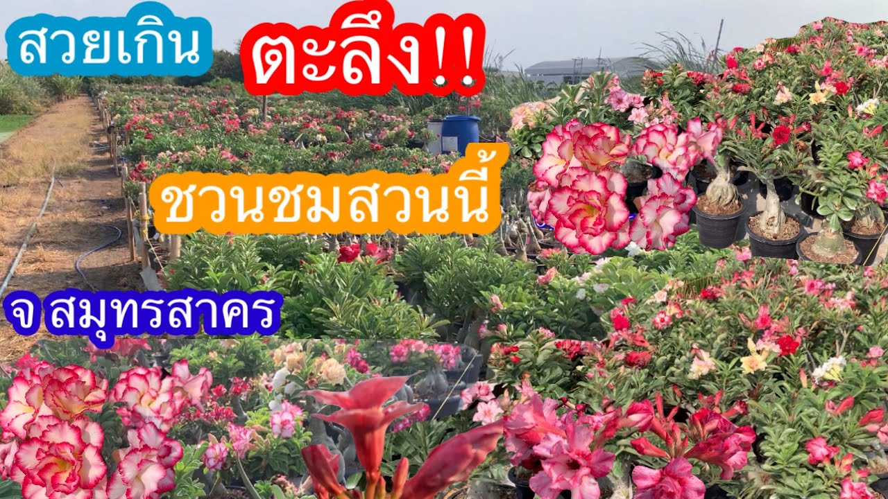 #ชวนชม ตะลึงความสวยชวนชมสวนเพชรสมุทร อ.กระทุ่มแบน จ.สมุทรสาคร