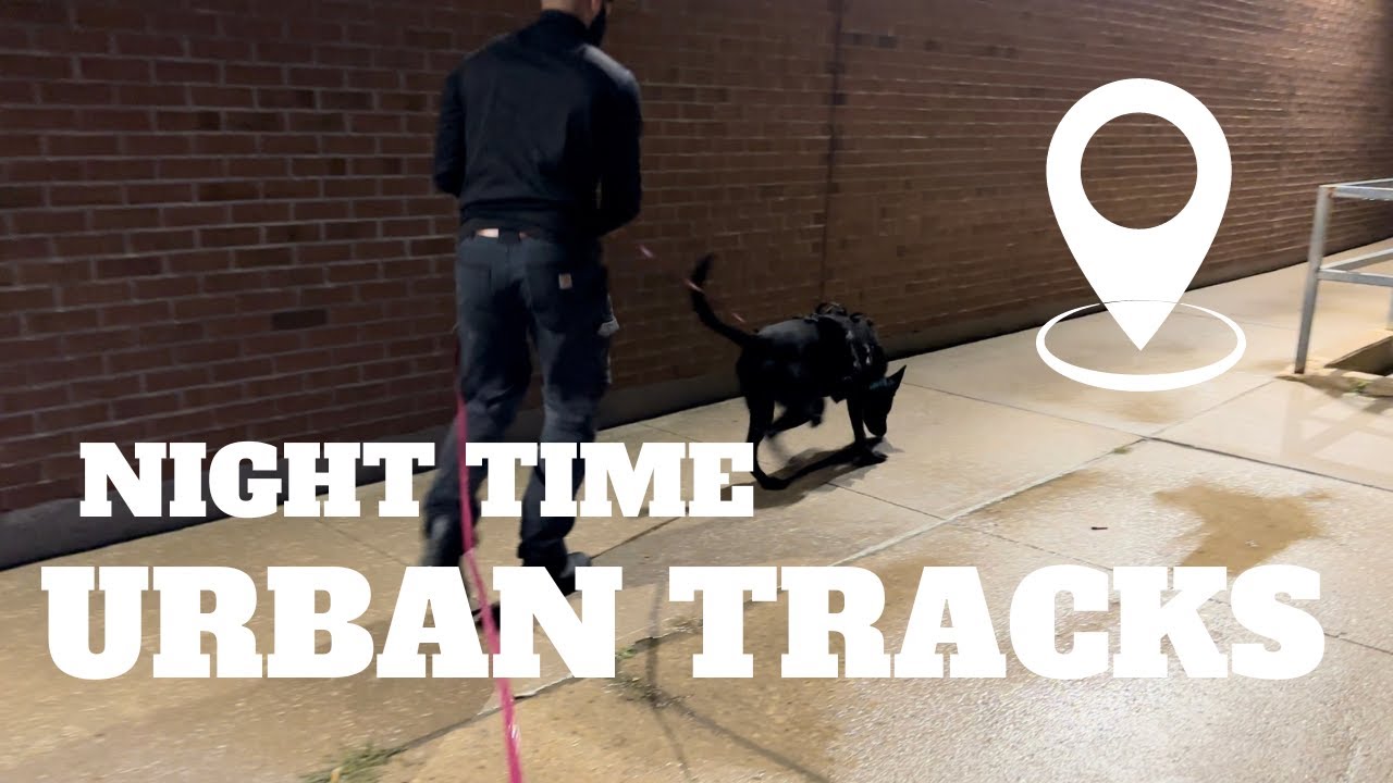 Late Night Urban Track with Military Working Dog