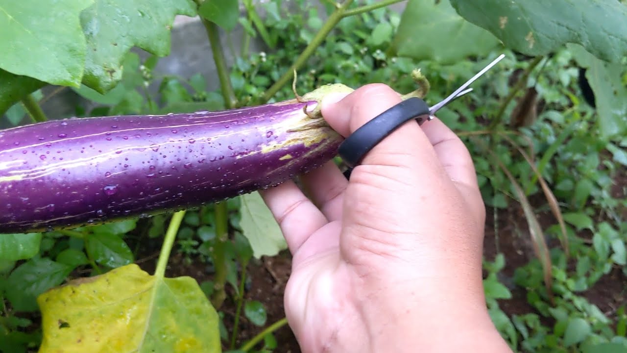 Panen Terong dan Cabe Di Kebun Setelah Ditinggal Mudik