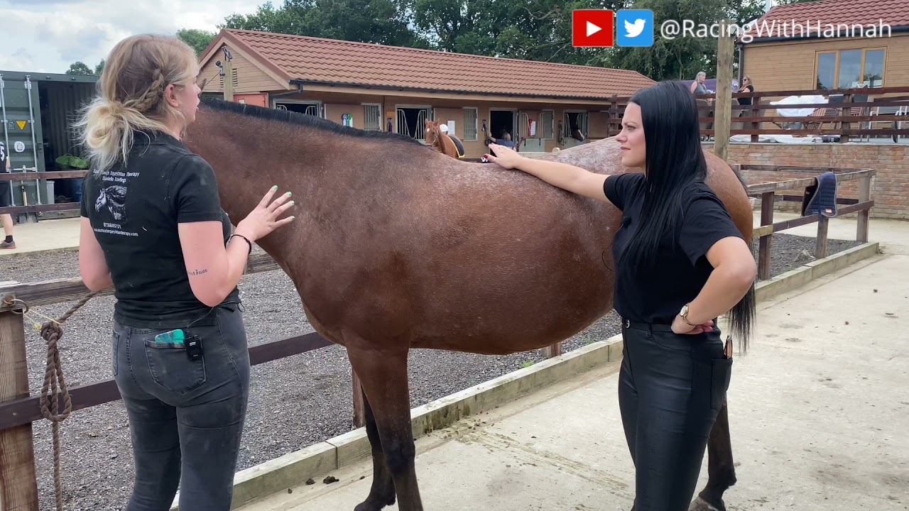 An Equine Massage with an Equine Therapist