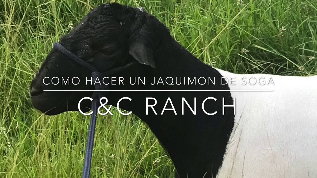 Jaquimón de soga