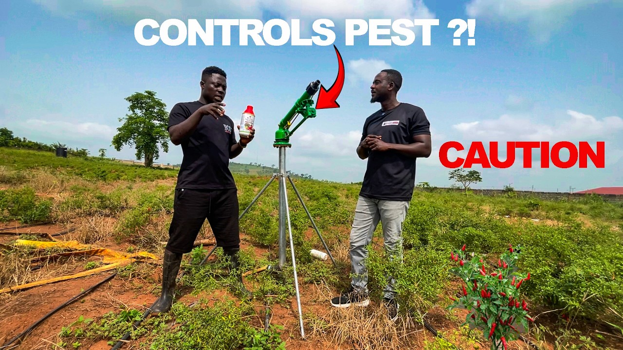 Chemical fertilizer the only way for good yields?|| Rain Gun || Pepper Farming || Organic Fertilizer