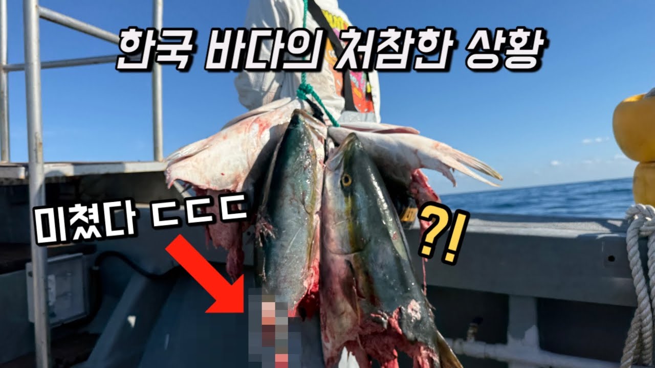 낚시 중 상어떼의 습격을 받았는데 ㄷㄷ 이대로라면 사람도 위험합니다!!
