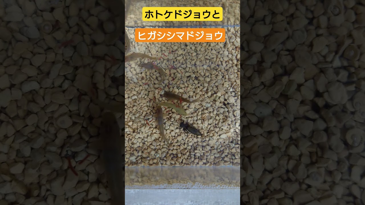 ホトケドジョウとヒガシシマドジョウ#shorts