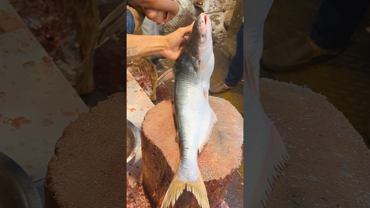 Amazing! Attractive Best Best Big Pangas Fish Cutting Skills In Bangladesh