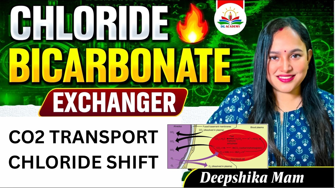 Chloride Bicarbonate Exchanger | Chloride Shift | Band 3 | CO₂ transport | Cell Biology