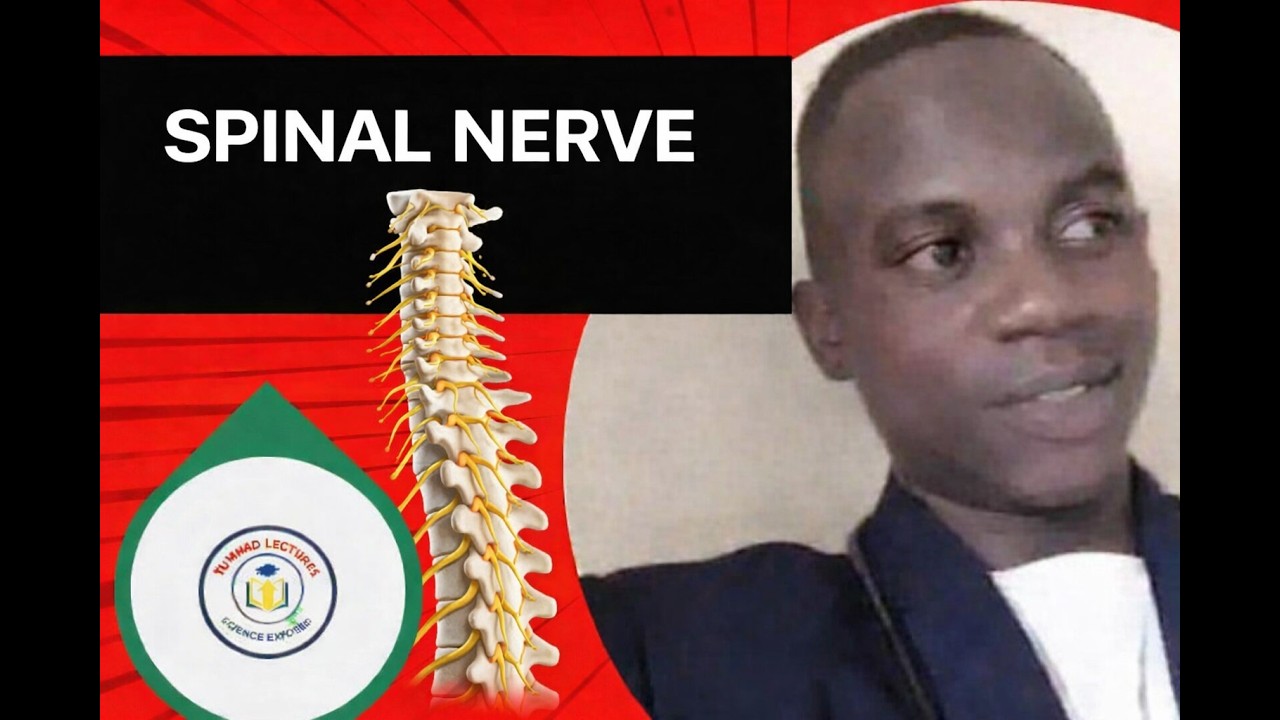 MASTERING SPINAL NERVE ANATOMY 