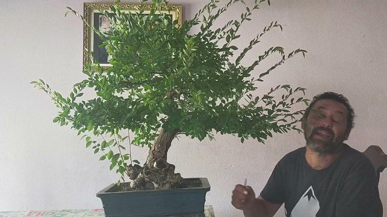 Pinzado De Bonsai Olmo ESPECTACULAR / Samuel Sánchez Bonsai