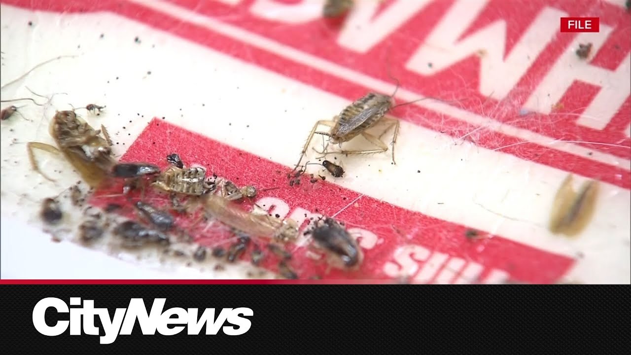 New report shows many Montreal households hit by bedbug infestations