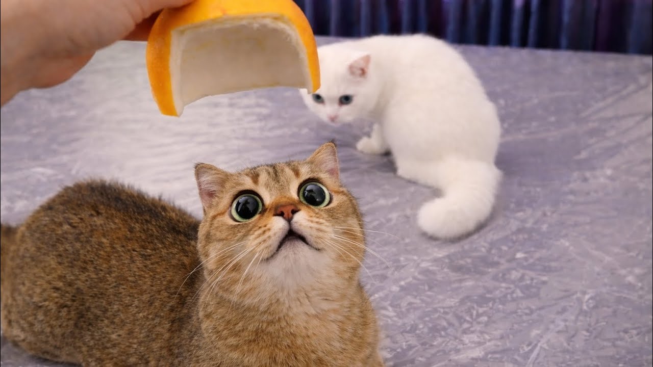 The Ultimate Try Not To Laugh – Cute Cats That Broke The Internet 😂”