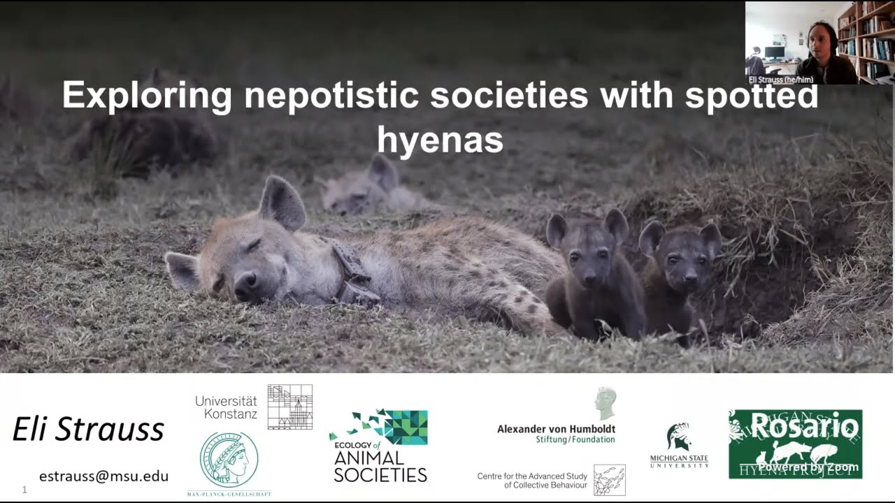 Eli Strauss: Exploring nepotistic societies with spotted hyenas (6 May 2025)