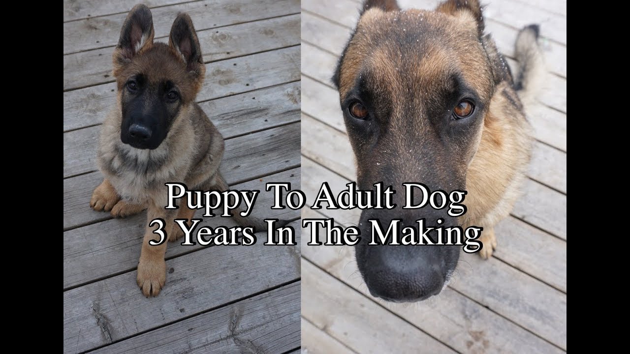 Puppy To Adult Dog In 3 Years Of Photos
