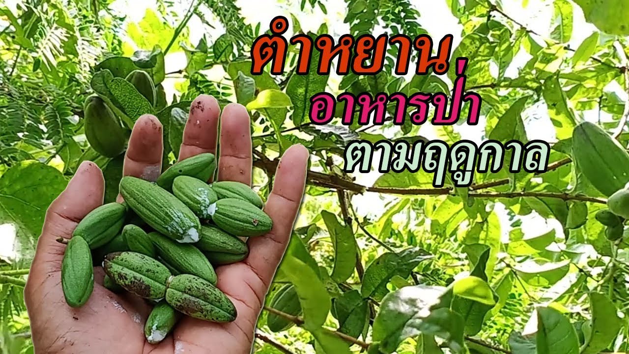 เก็บผักตำหยาน (หมากตำยาน) ผักป่าตามฤดูกาล ของโปรดของใครหลายๆคน วันนี้หมานผักครับ