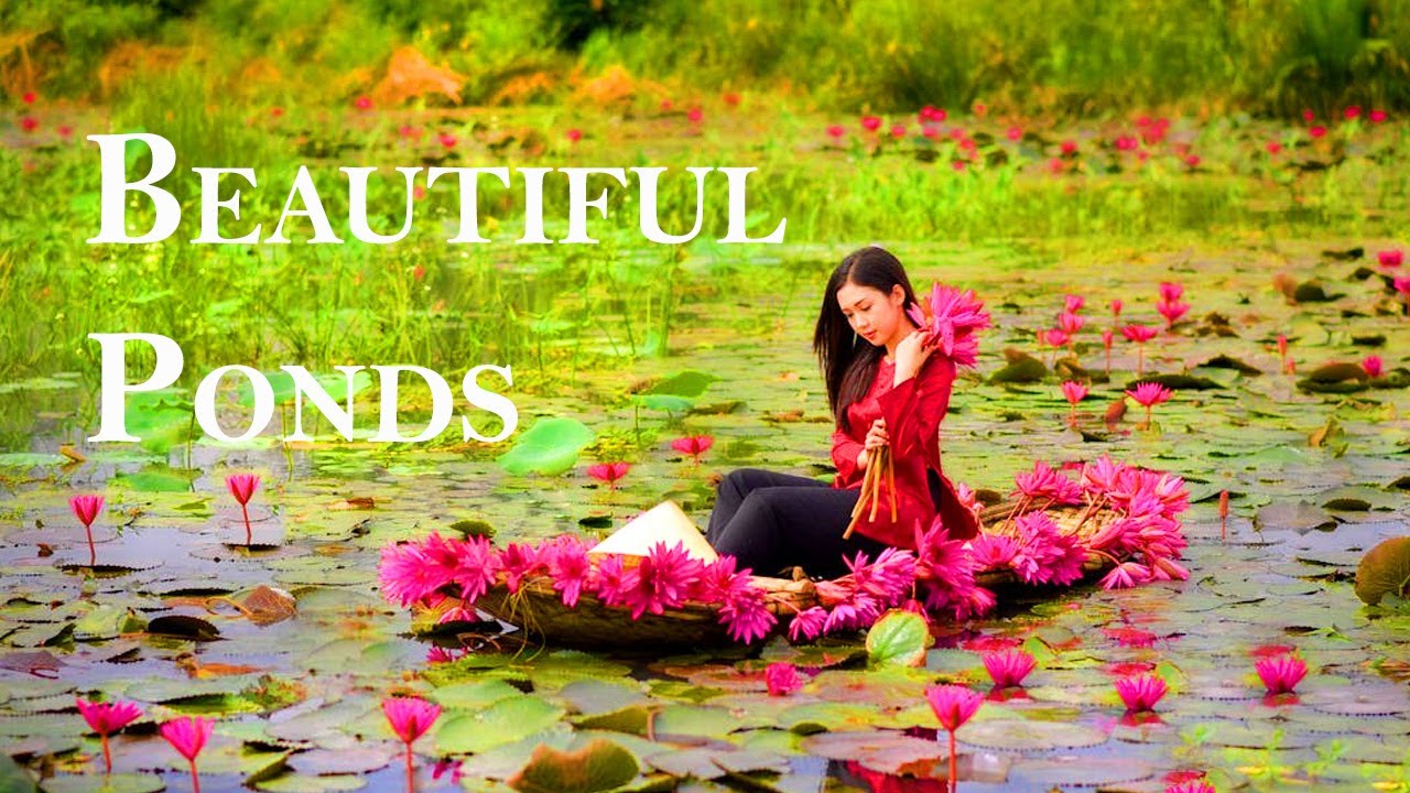 Ponds with Nature Visuals Video | Amazing Nature Scenery & Relaxing Music for Stress Relief