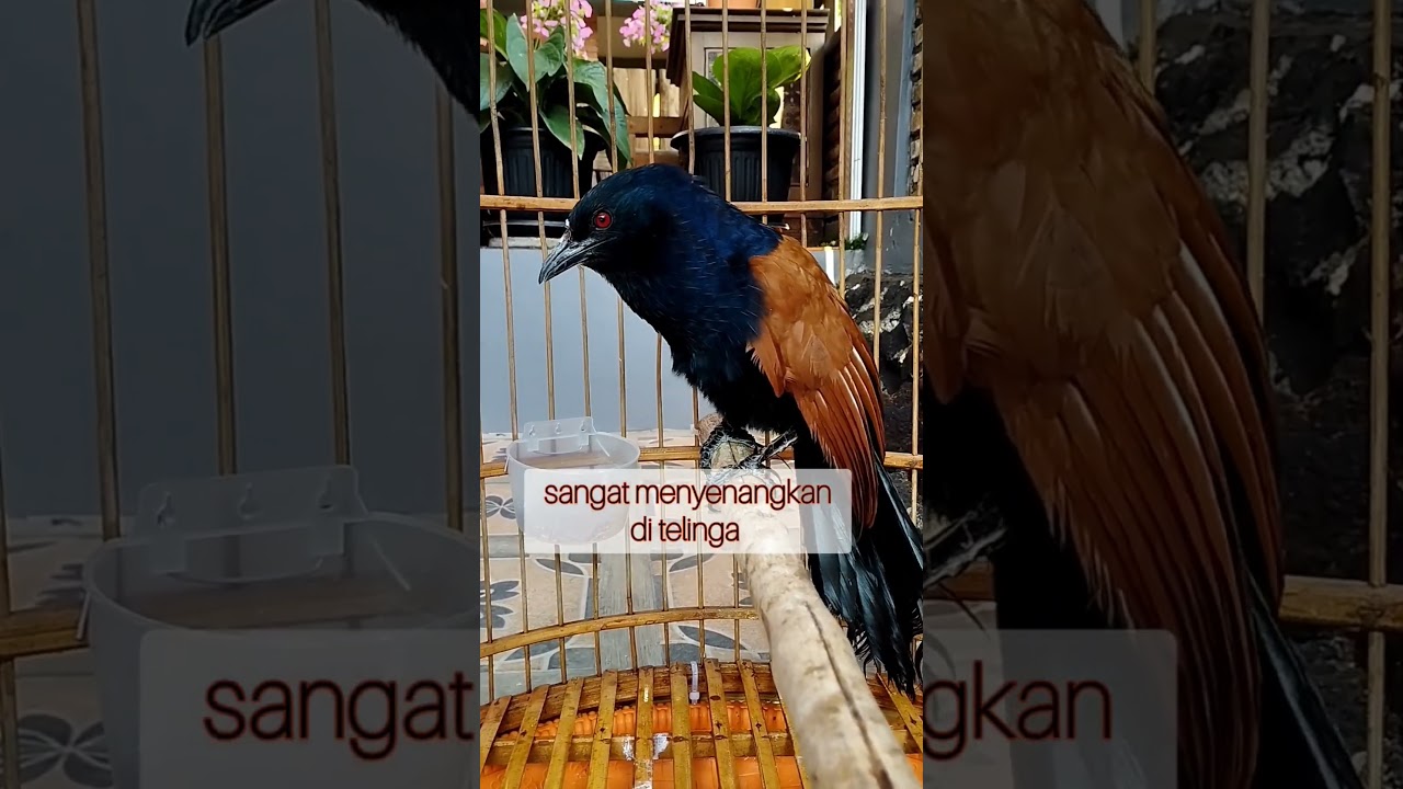 Burung Bubut Raja sangat Keren