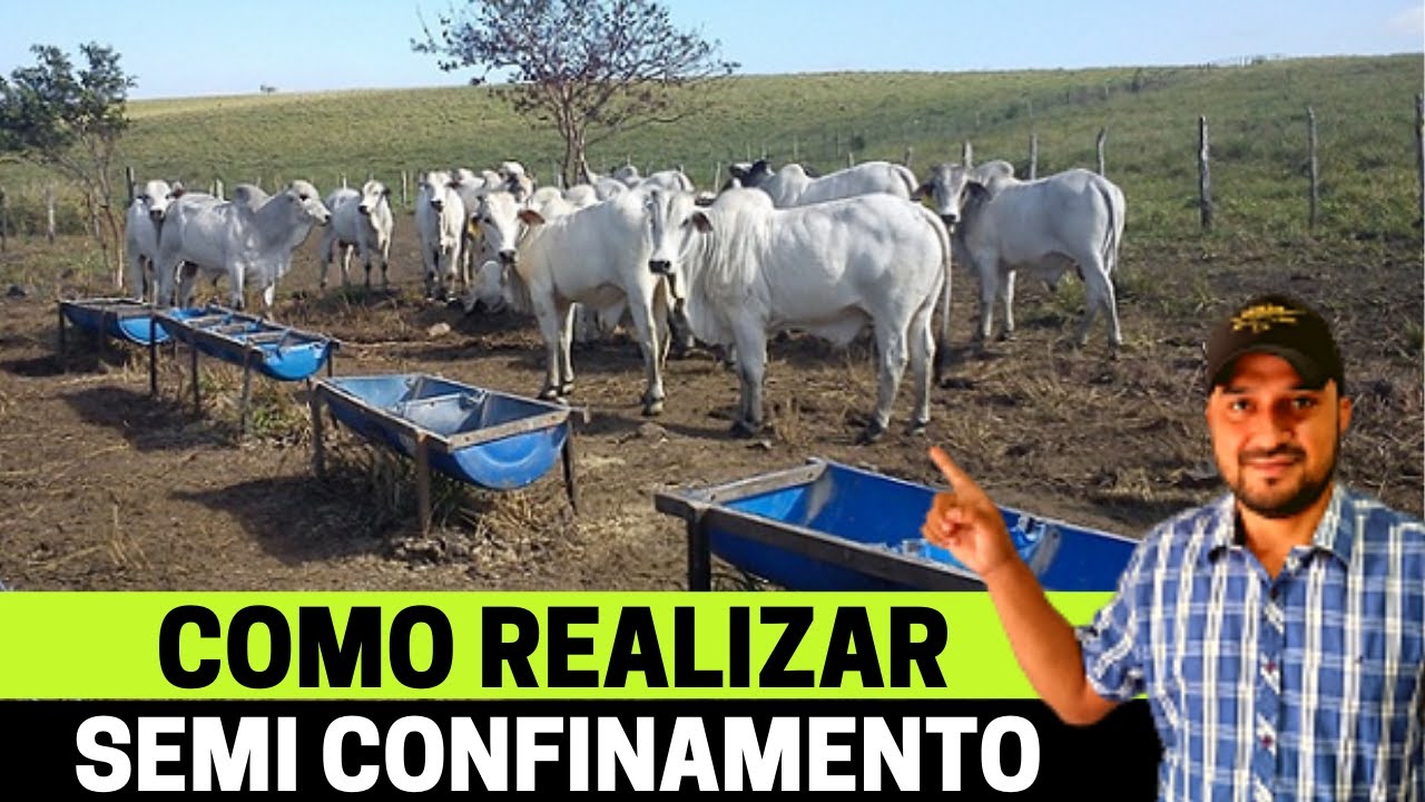 05 Dicas de Semi Confinamento de Bovinos de Corte
