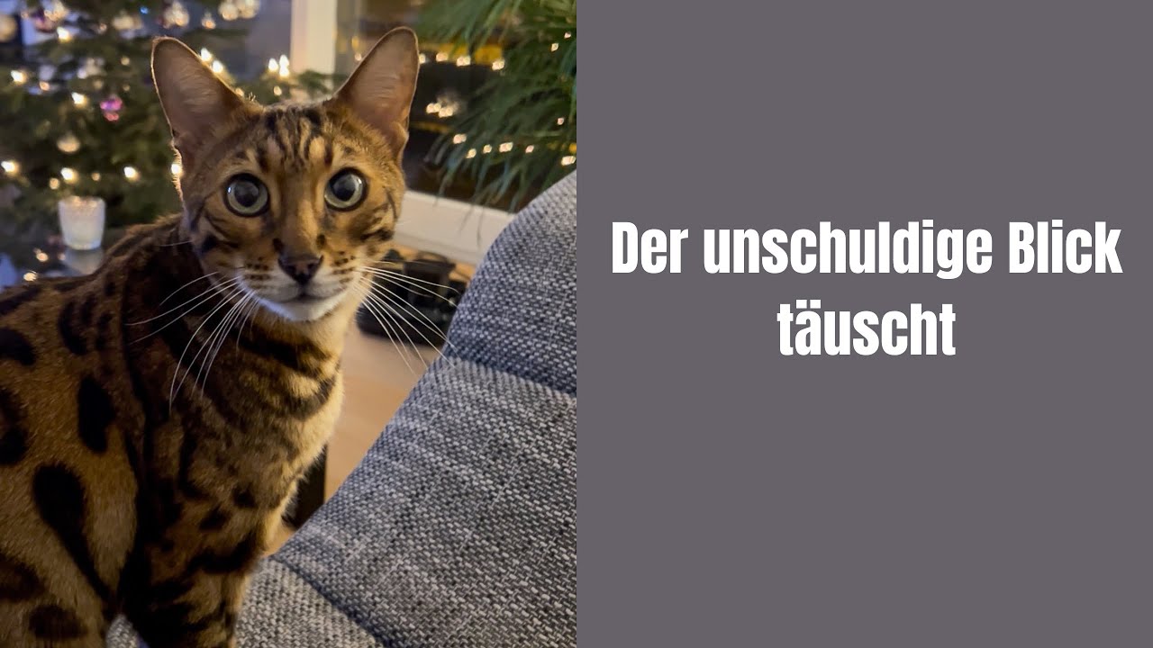 Der unschuldige Blick täuscht 
