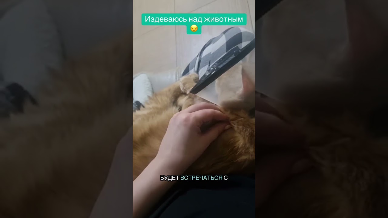 #cat #котофейка #кот #видосыоткота #котик #кёстер #котик #рекомендации #рек #прикольныекоты